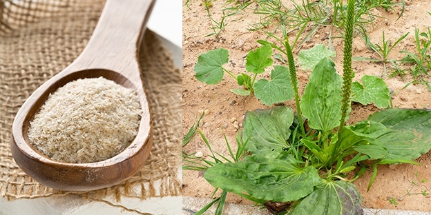 Psyllium Leading Supplier - Organic Products India