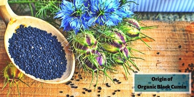 Organic Black Cumin origin