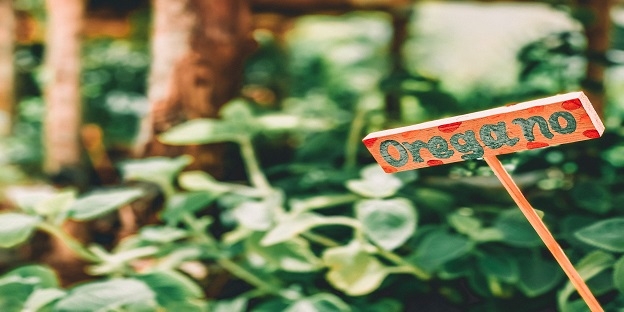 Bulk Herbs Supplier - Oregano | Organic Products India