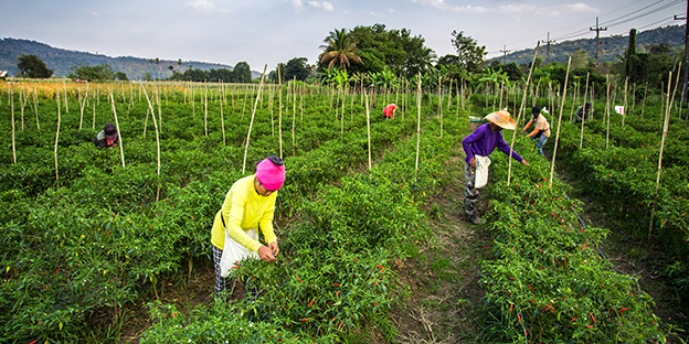 Organic Farming For Spices