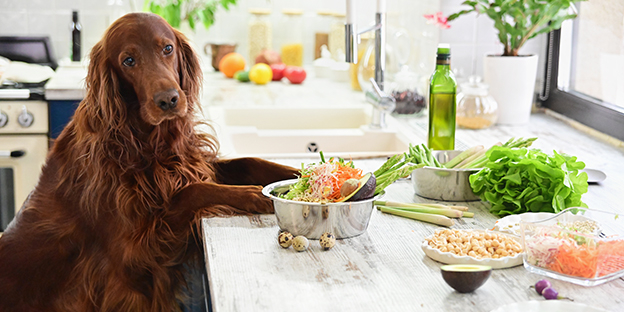 Quinoa – a Super-Food for your Pet